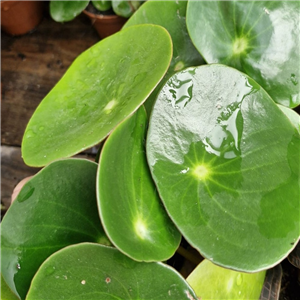 Peperomia Polybotrya 'Raindrop'